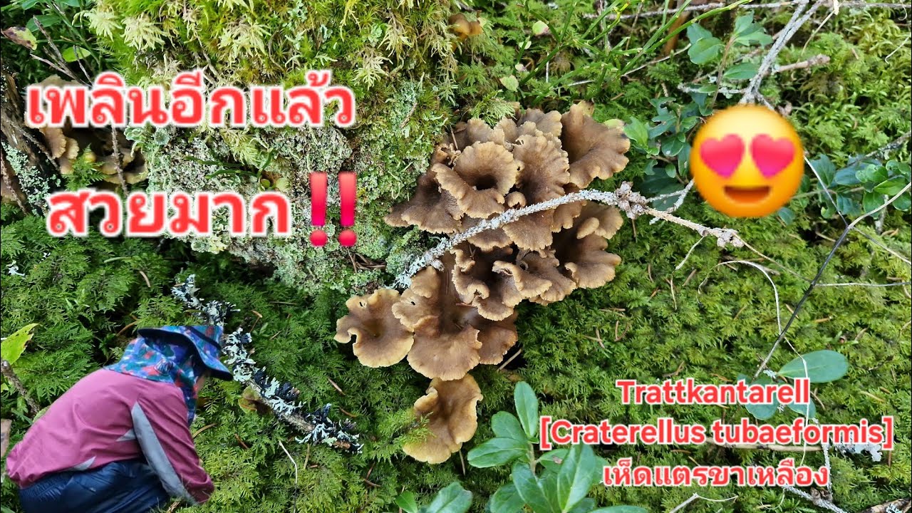 21/10/2025 เห็ดสวยมาก เกินคาด ตะกร้าที่สอง สุดยอด