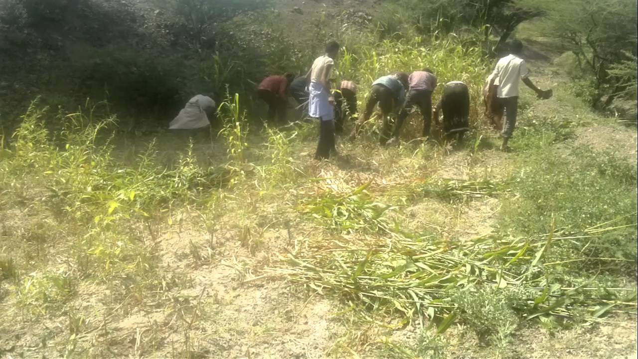 الرحبة جبل حبشي تعز مهجل الحصاد