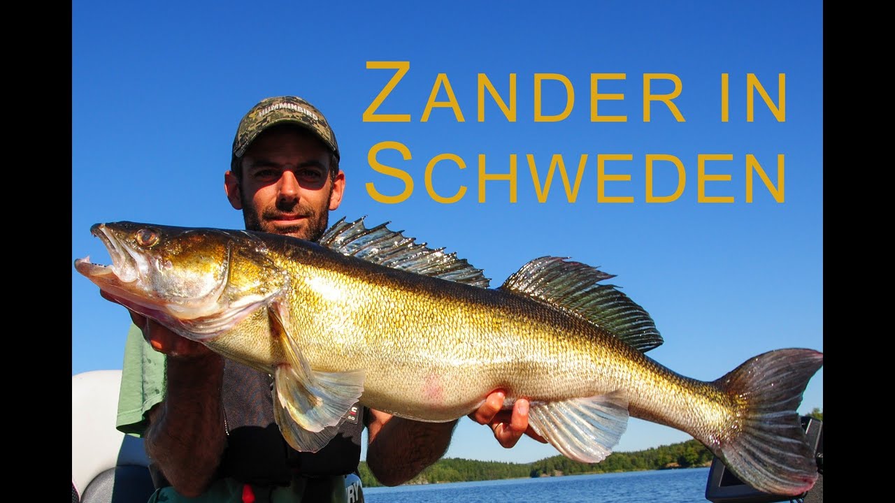 Zander & Hecht Angeln in Schweden - Pike & Zander Fishing in Sweden