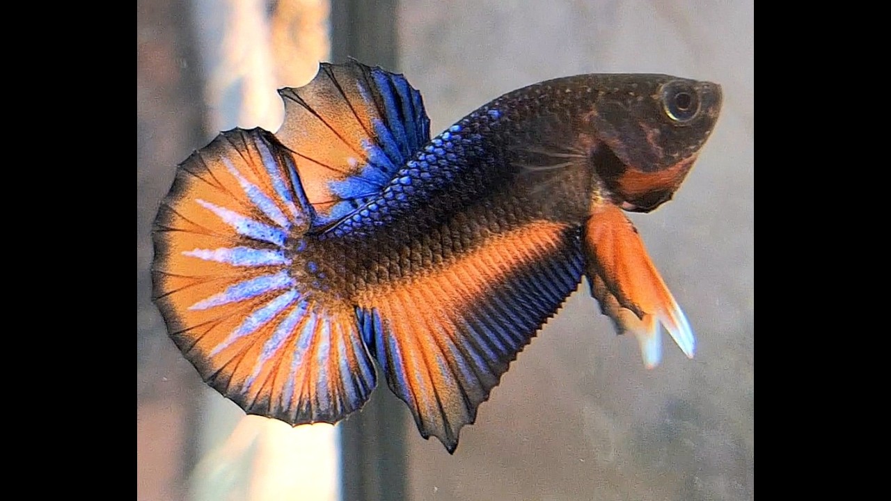 BETTA SPLENDENS🐠🐉#splendens
