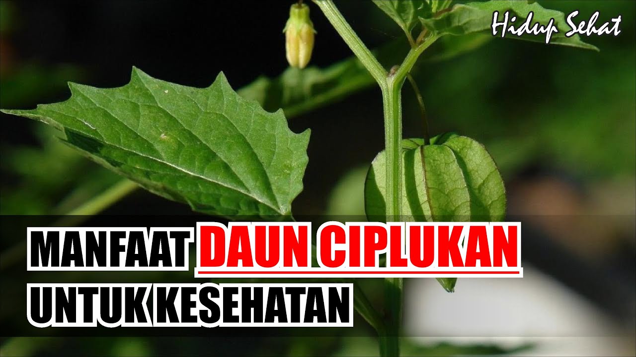 Daun Ciplukan Bisa MENYELAMATKAN Kesehatan Anda? 
