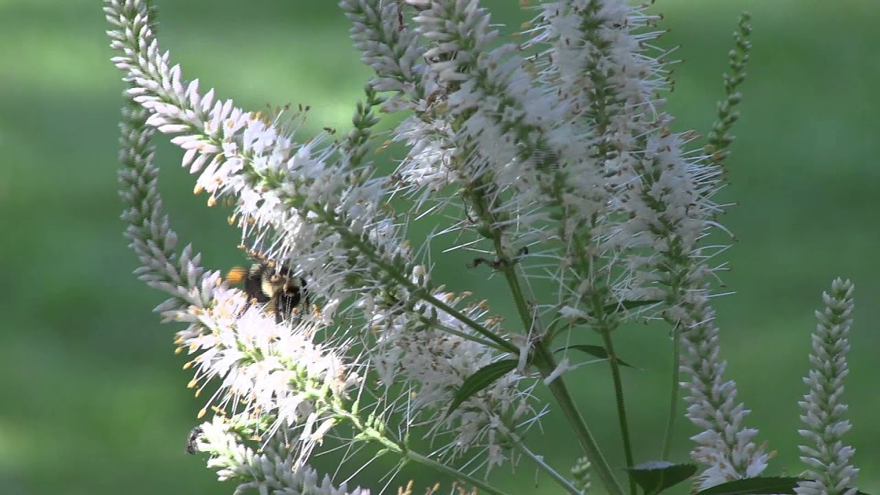 Busy as a Bee