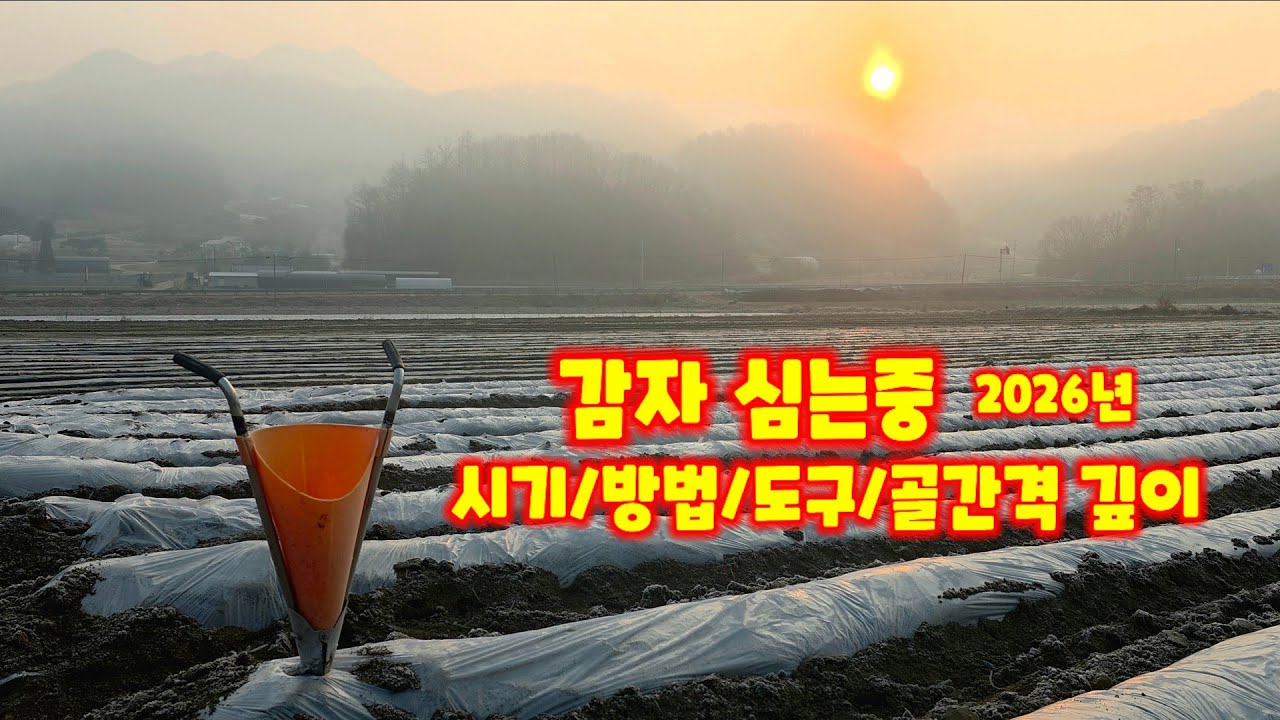 감자 심는시기 방법 2026년 감자 심는날 영하5도 수미감자 감물감자 괴산감자 충북 괴산 감물 귀농 14년차 풀뿌리농장 석성수 아름다운 농촌 풍경 [감자재배방법]