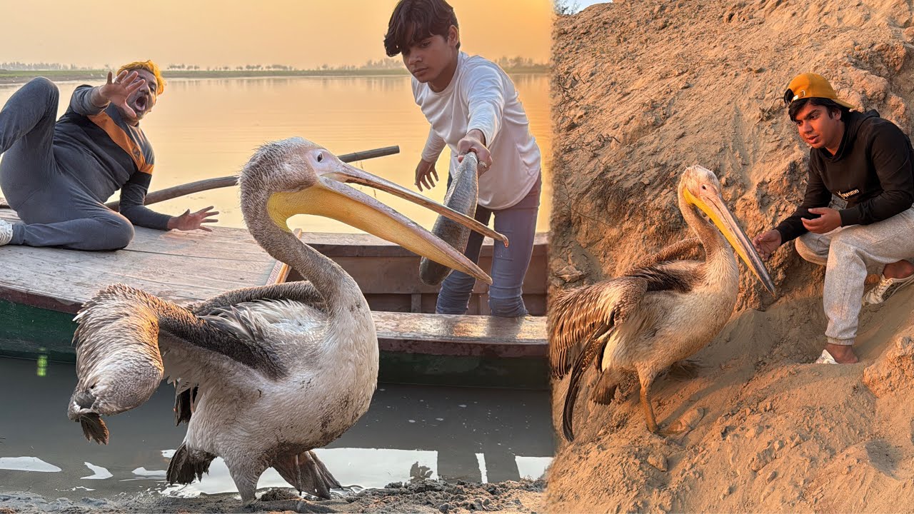 World Biggest Bird 😍 OMG Surprise