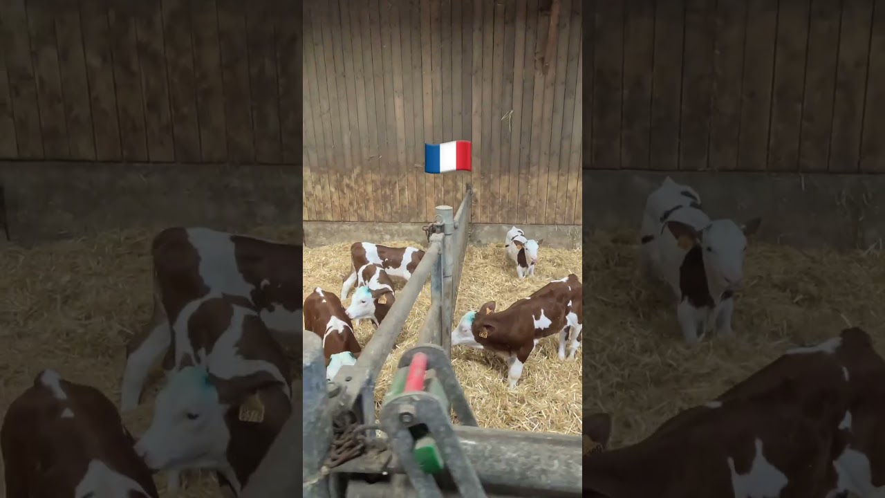 Les petits &eacute;levages Fran&ccedil;ais #&eacute;levage #agriculture #france