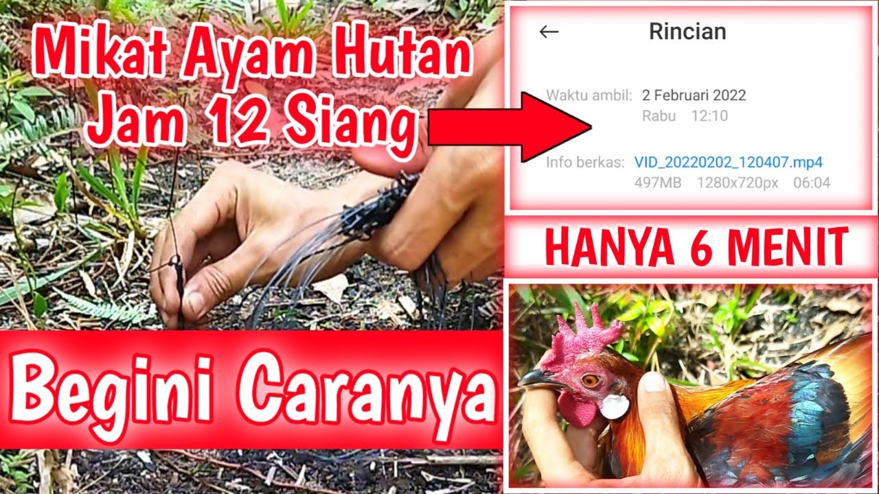 Cara Pasang Racik Tabur 11 Mata sangat MUDAH dan CEPAT TAPAU || Wild Chicken Trap Works