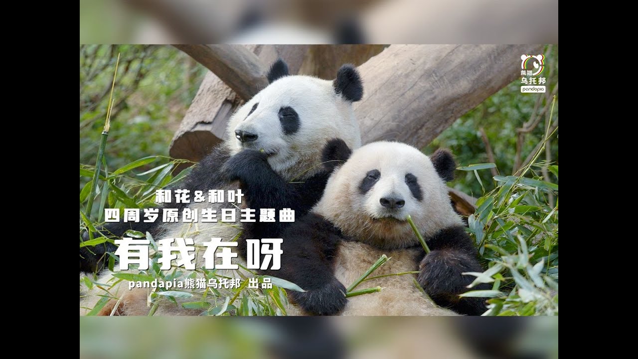 生日快乐，有我在呀！｜和花和叶生日MV