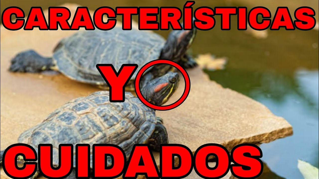 Cuidados Y Características De La Tortuga De Orejas Rojas | TORTUVICIOSOS