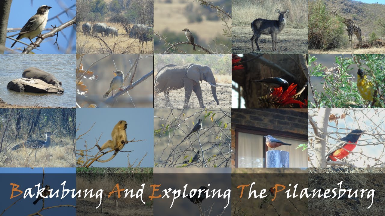 Exploring Bakubung Bush Lodge & Pilanesberg National Park | Stunning Birds & Elephant Encounters