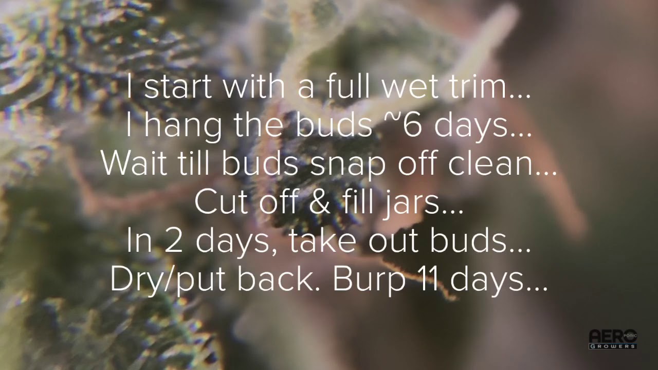 How I cure my Cannabis buds all the way through burping them in mason jars. Detailed instruction.