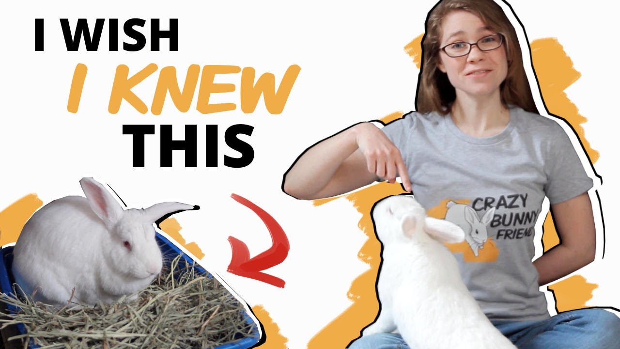 10 Things NO ONE Tells You About Getting a Rabbit