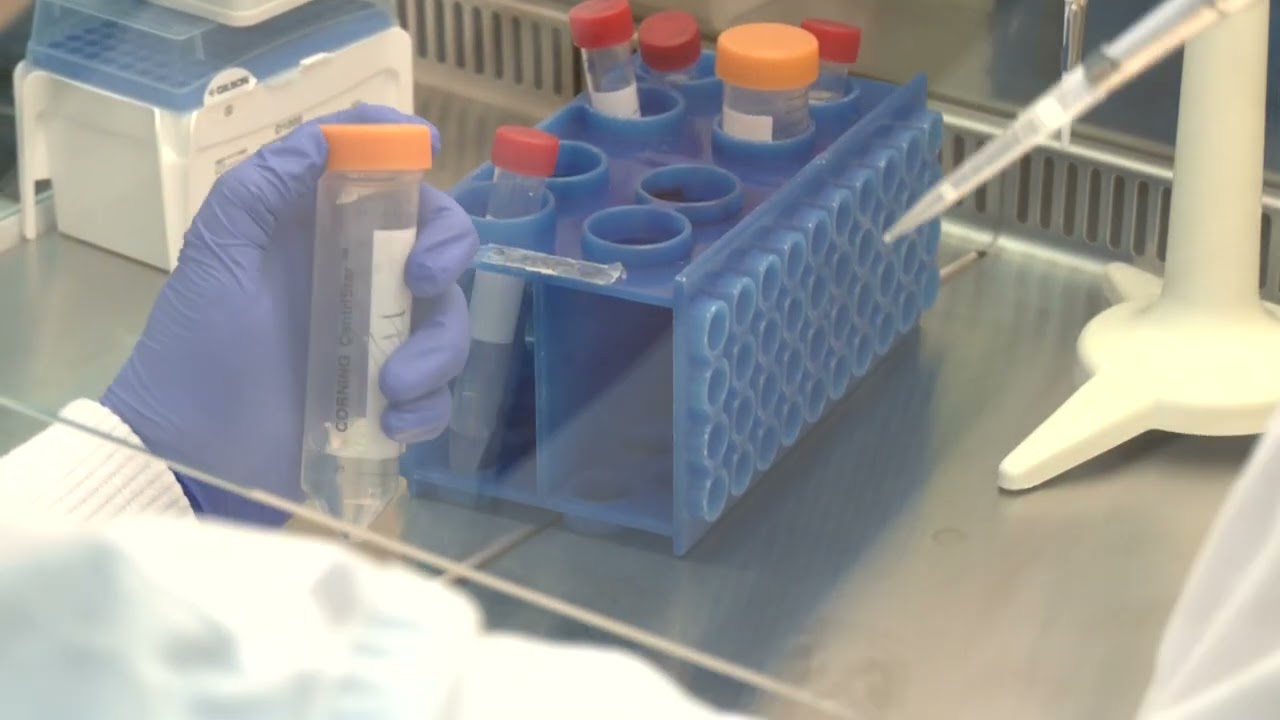 Universidad del País Vasco - Consiguen células muy parecidas a las neuronas a partir de los dientes