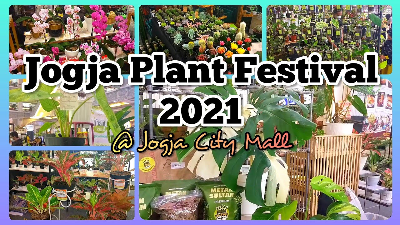 Jogja Plant Festival 2021 _ Aroid terbaik dari plant seller