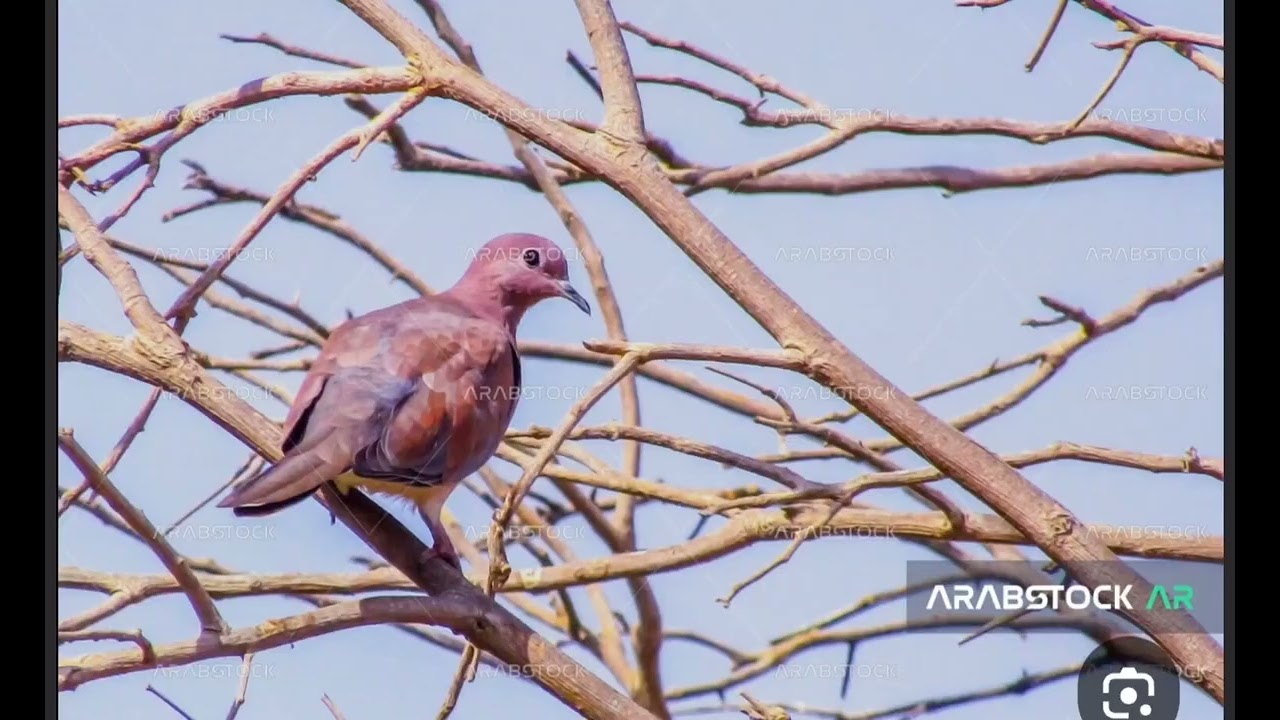 ملوع الكدري.                    الشاعر / عبدالله بن عون