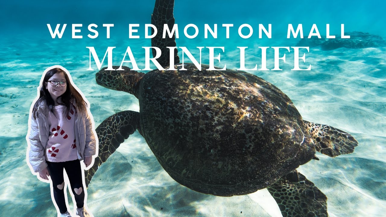 Marine Life at West Edmonton Mall