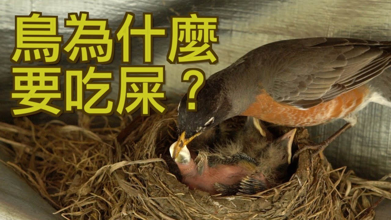 【動物世界】鳥為什麼要吃屎💩？你聽過糞囊嗎？