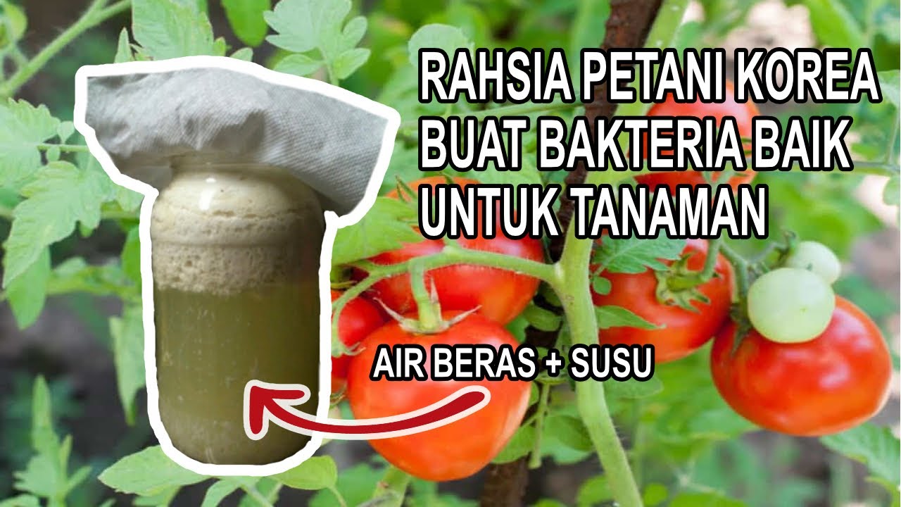 Cara Membuat Lactobacillus (EM-1) Sendiri Guna Air Basuhan Beras dan Susu / Homemade Yakult Vitagen