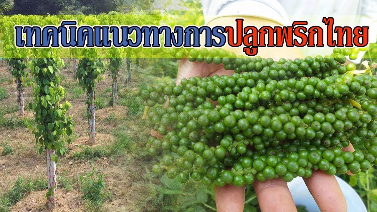 เทคนิคแนวทางการปลูกพริกไทย | แบบละเอียด |