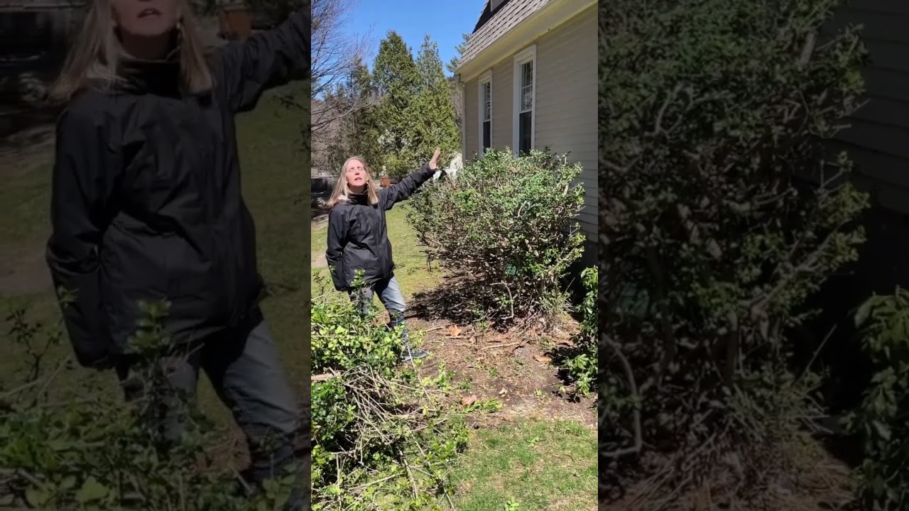 Rejuvenation Pruning To Regain Control Of Your Overgrown Shrubs