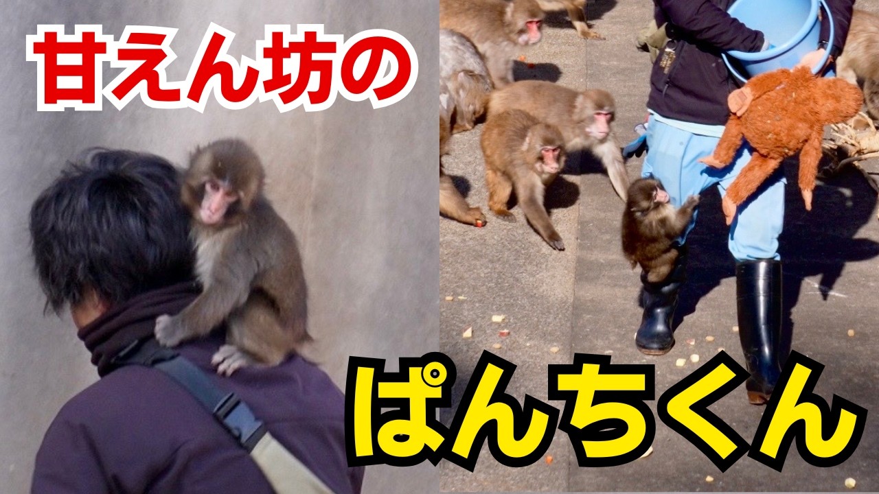 【市川市動植物園】甘えん坊のパンチくん