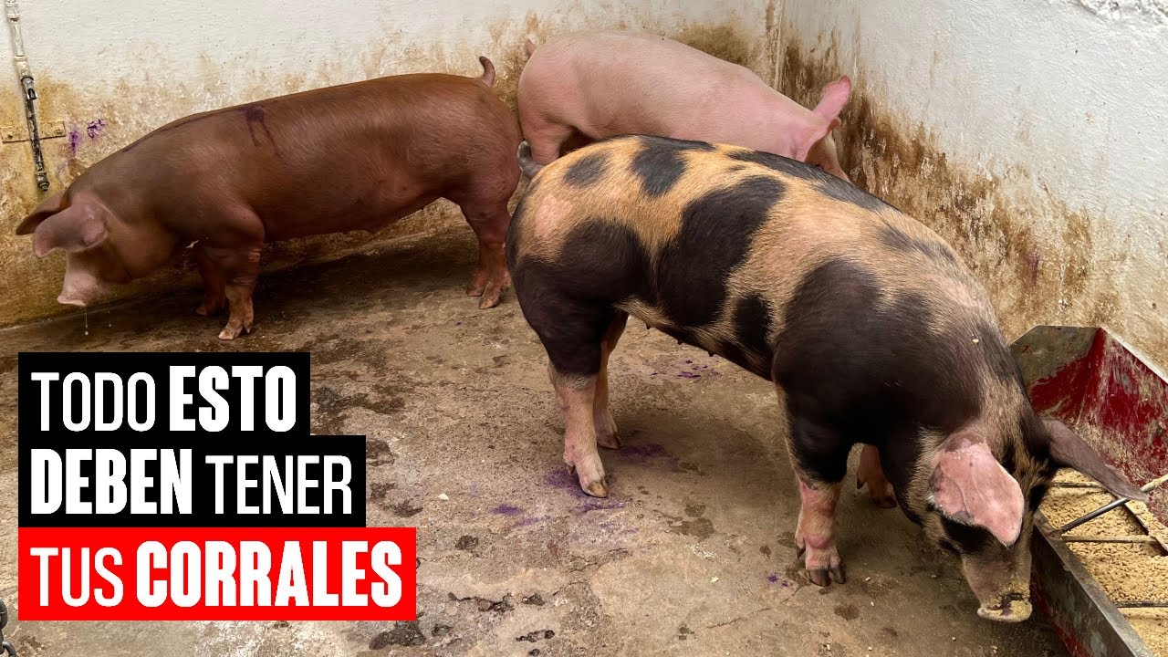 CORRALES para CERDOS
