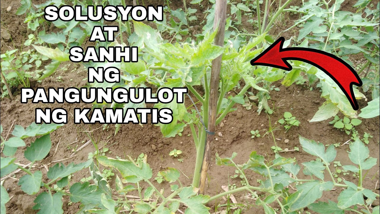Solution at Tips Para maiwasan ang pangungulot ng kamatis | Sanhi ng pangungulot ng kamatis