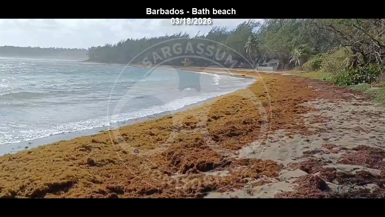 🌿🌊SARGASSUM ARRIVAL ALERT 2026 - 👉Barbados