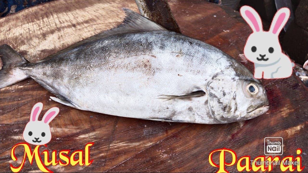 Musal 🐇🐇 paarai fish cutting video/fishcuttingrs #fishcuttingrs #fish #kasimedu