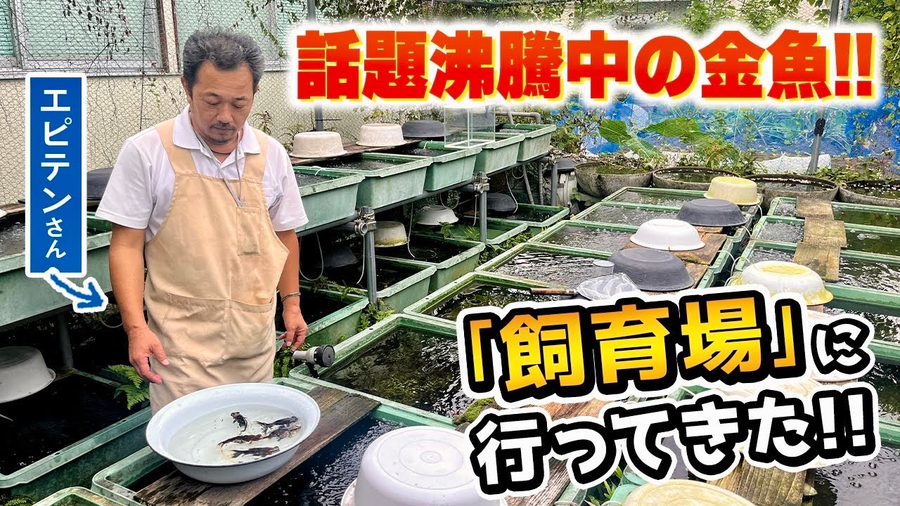 【人気金魚①】大型金魚イベントで大行列を作って即完売した話題の金魚の飼育場を取材しました‼︎ネットでは出てこない有料級の情報が全てここにあります。