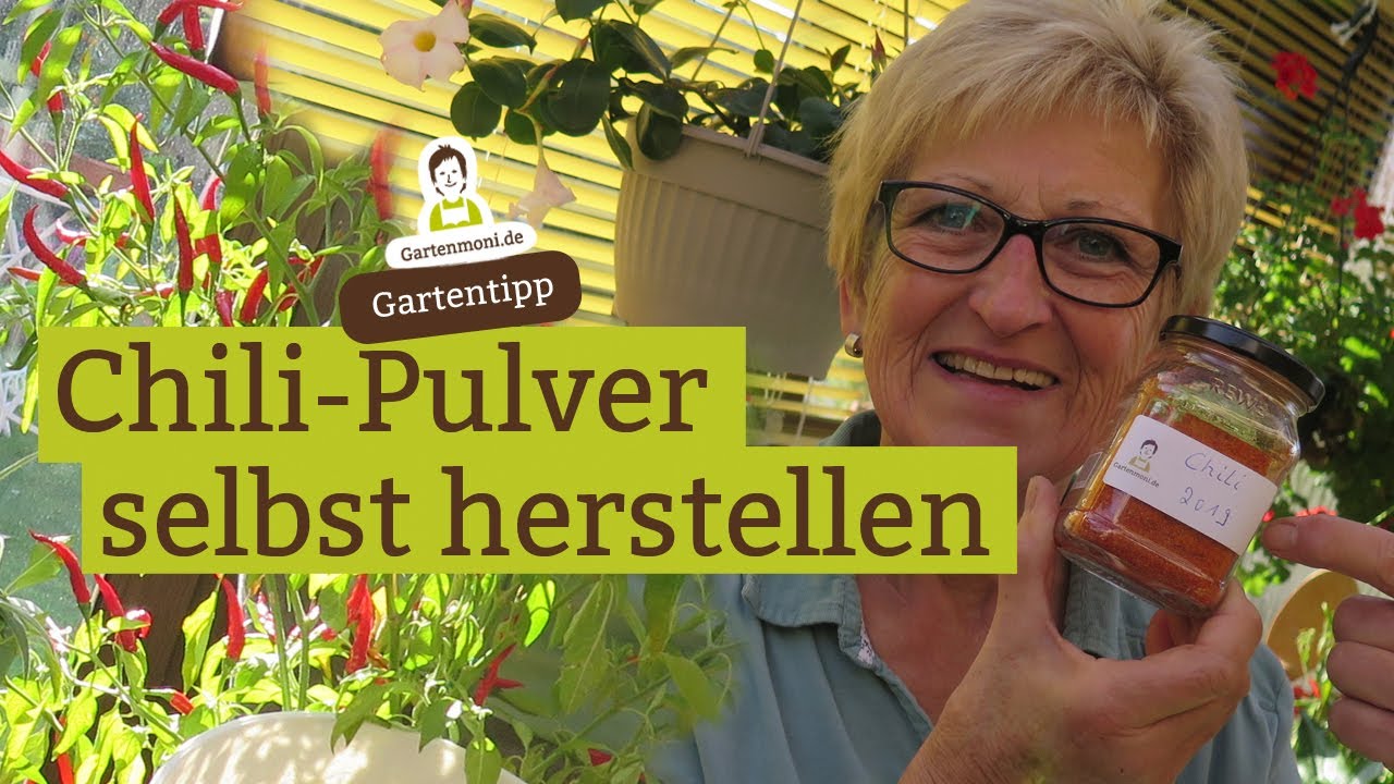 Chilis ernten und verarbeiten: Chili-Pulver als Gewürz selbst herstellen
