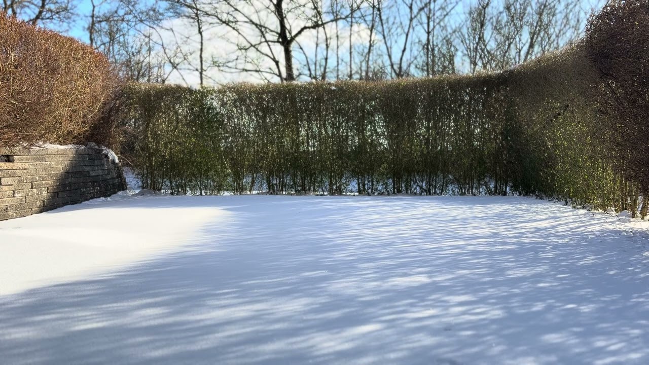 Calm relaxing sunny snow vibes. Winter with nature and birds sounds