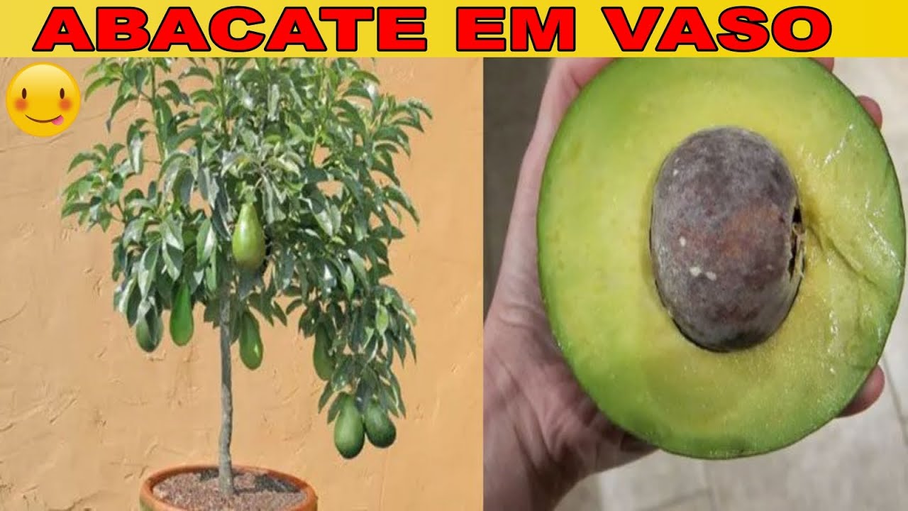 🛑 ABACATE PRODUZINDO NO VASO EM POUCO TEMPO😱🥑🥑 PASSO A PASSO AQUI COMIGO DIRETO DO POMAR 🥑😍