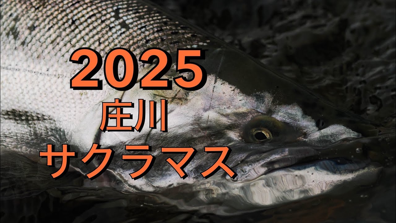 2025  庄川　サクラマス