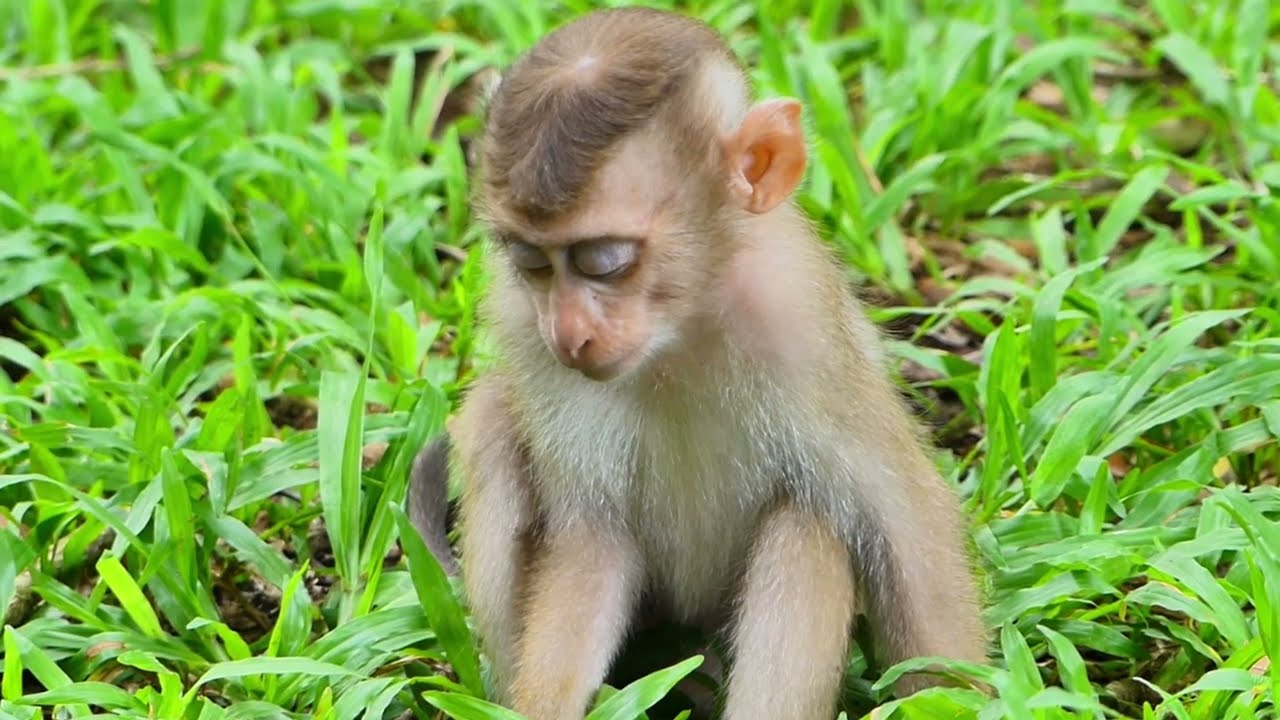What's going on to baby monkey? she look like lose full energy in the body.