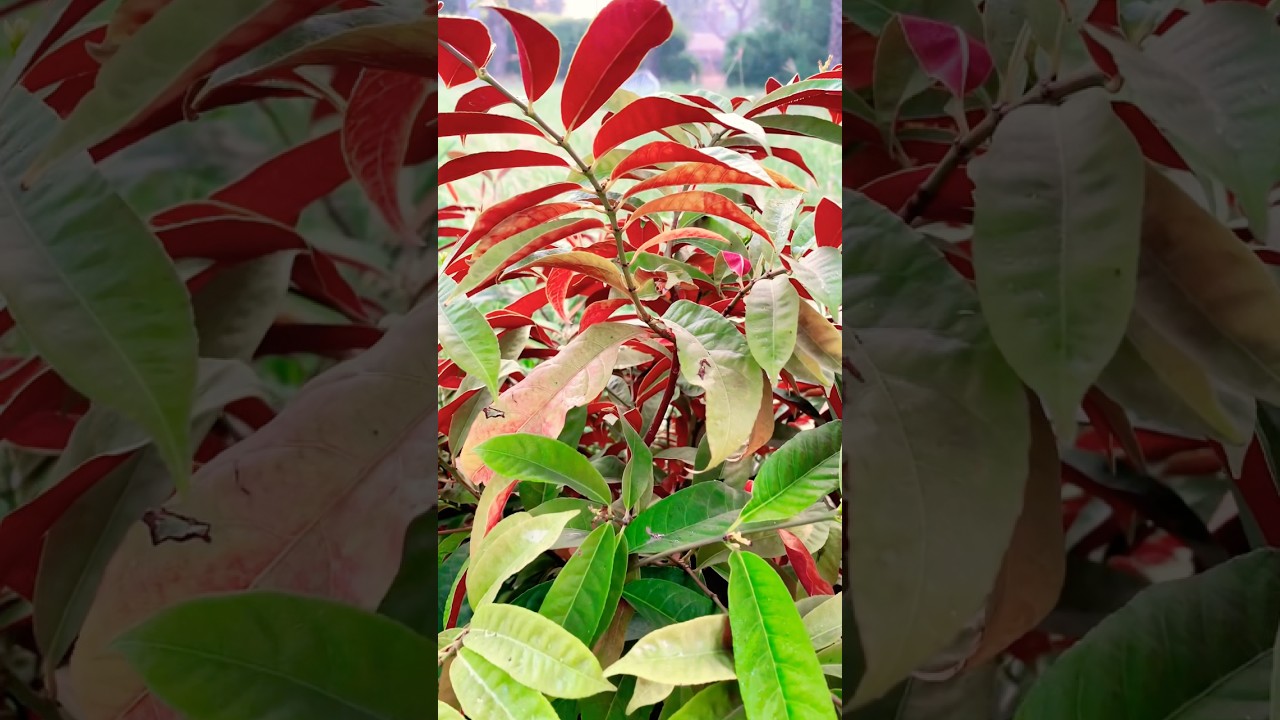 Chinese Croton (Excoecaria cochinchinensis) | Stunning Two-Tone Plant in My Garden |@BaazmaDaily