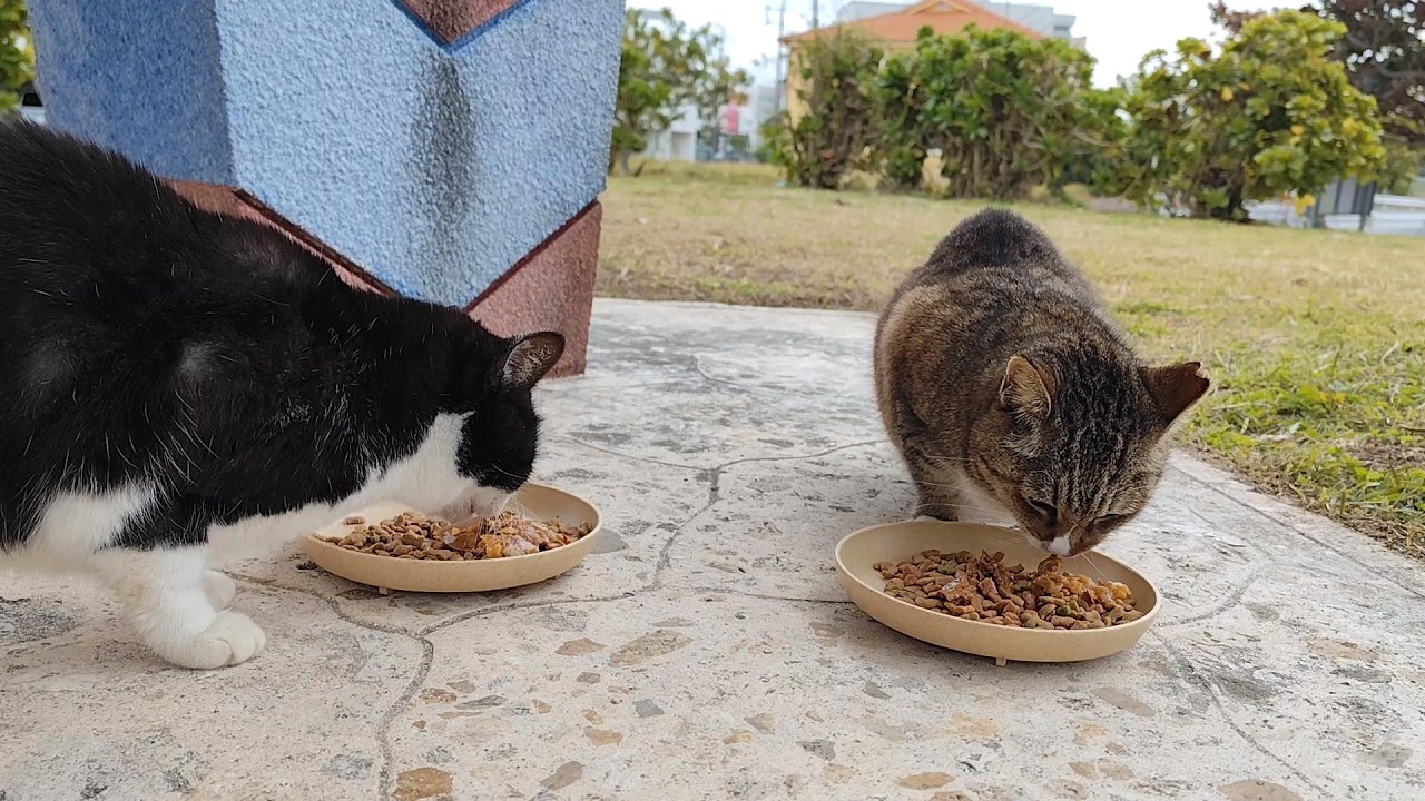 2026.2.1 猫巡り ビーチ猫のみなみちゃんとビビちゃんに美味しいカリカリと大好きなウェットフードを みなみちゃんのパンチがビビちゃんを掠める