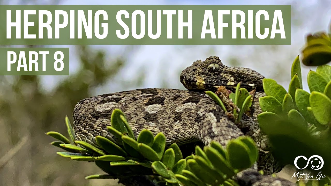 Herping South Africa Part 8 - Searching for the Albany adder (Bitis albanica)