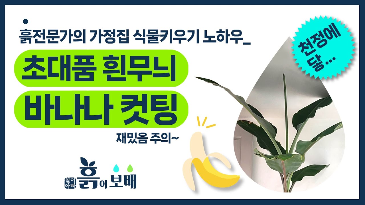 흙전문가가 가정집에서 키운 초대품 흰무늬 바나나 컷팅│부제 : 꽃향기만 남기고 갔단다~