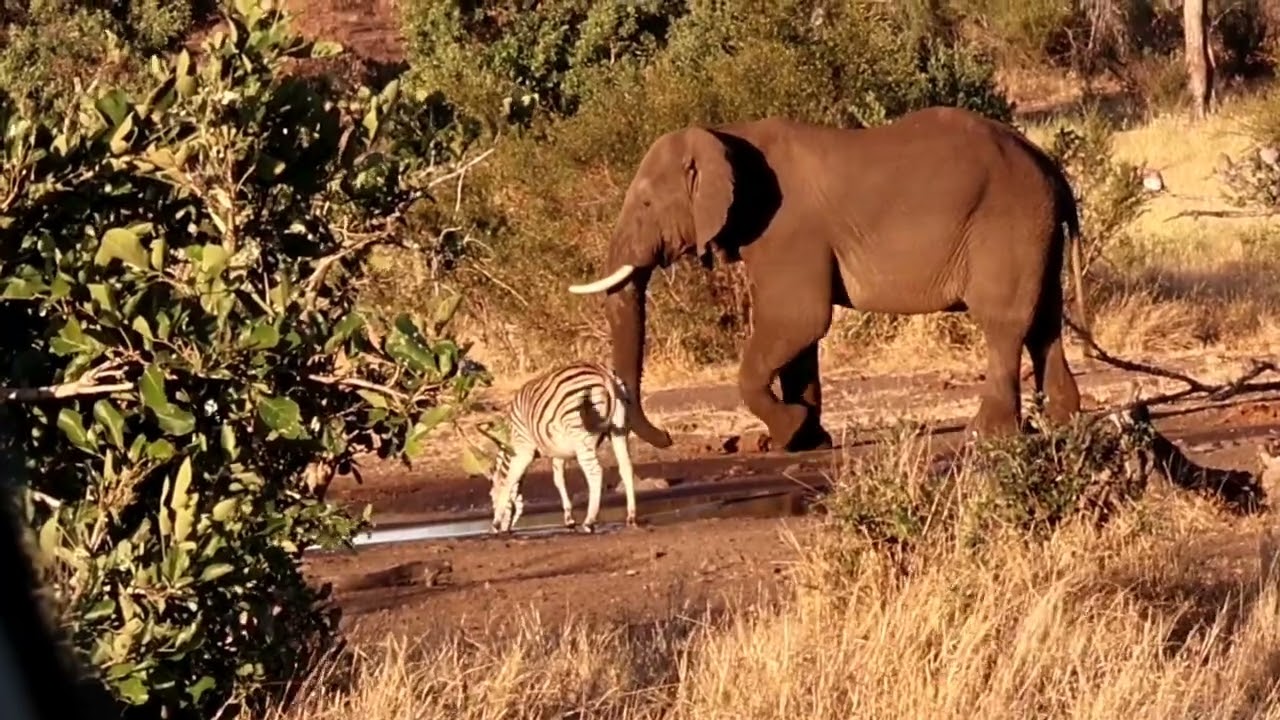 Elephants vs Zebras: Who Takes Over the Waterhole? 🐘🦓 A Must watch😄👌