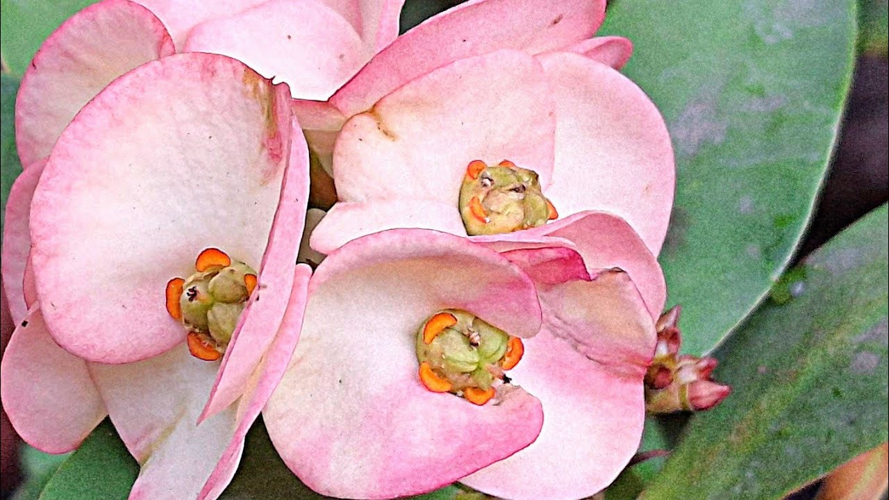 ¿Como es la semilla de coronas de cristo euphorbia milii Crowm of christ?