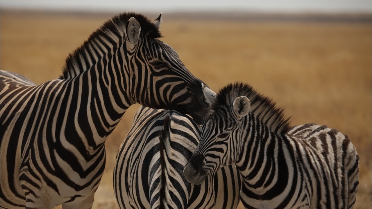Roadtrip Zuidelijk Afrika