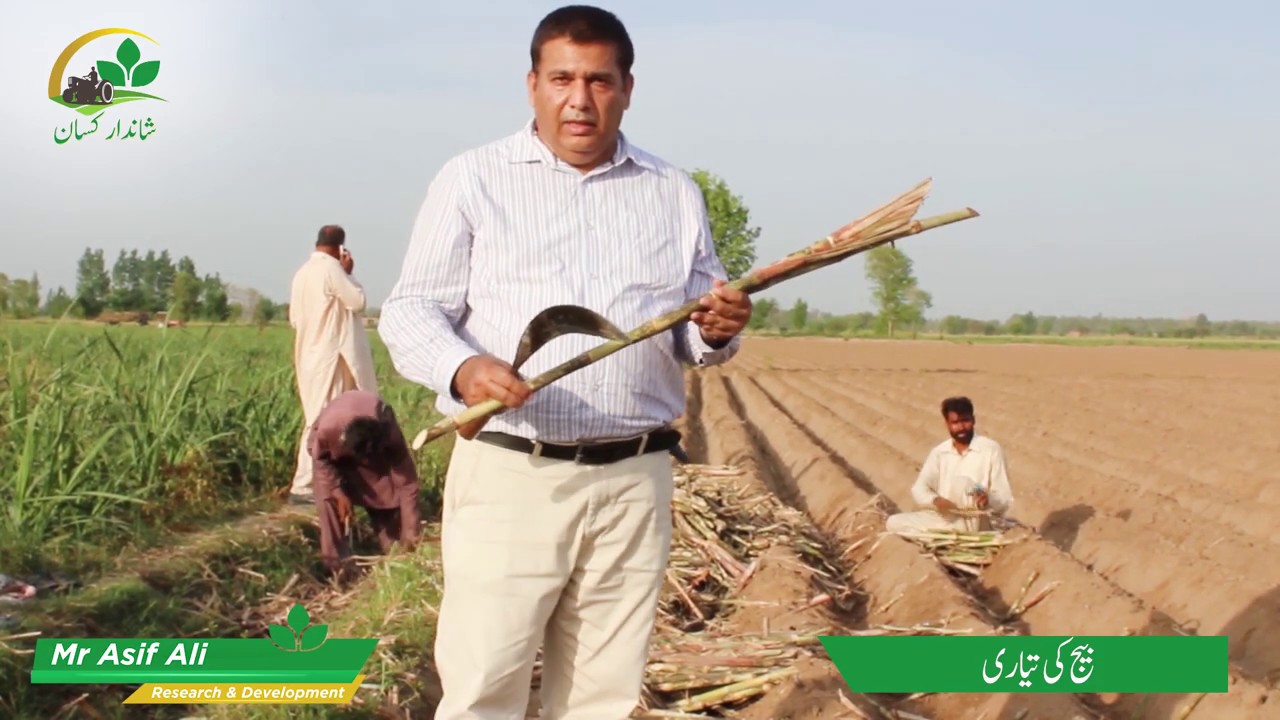 گنے کی کاشت اور کھاد کا استعمال | Sugarcane Method of Sowing and use of Fertilizer