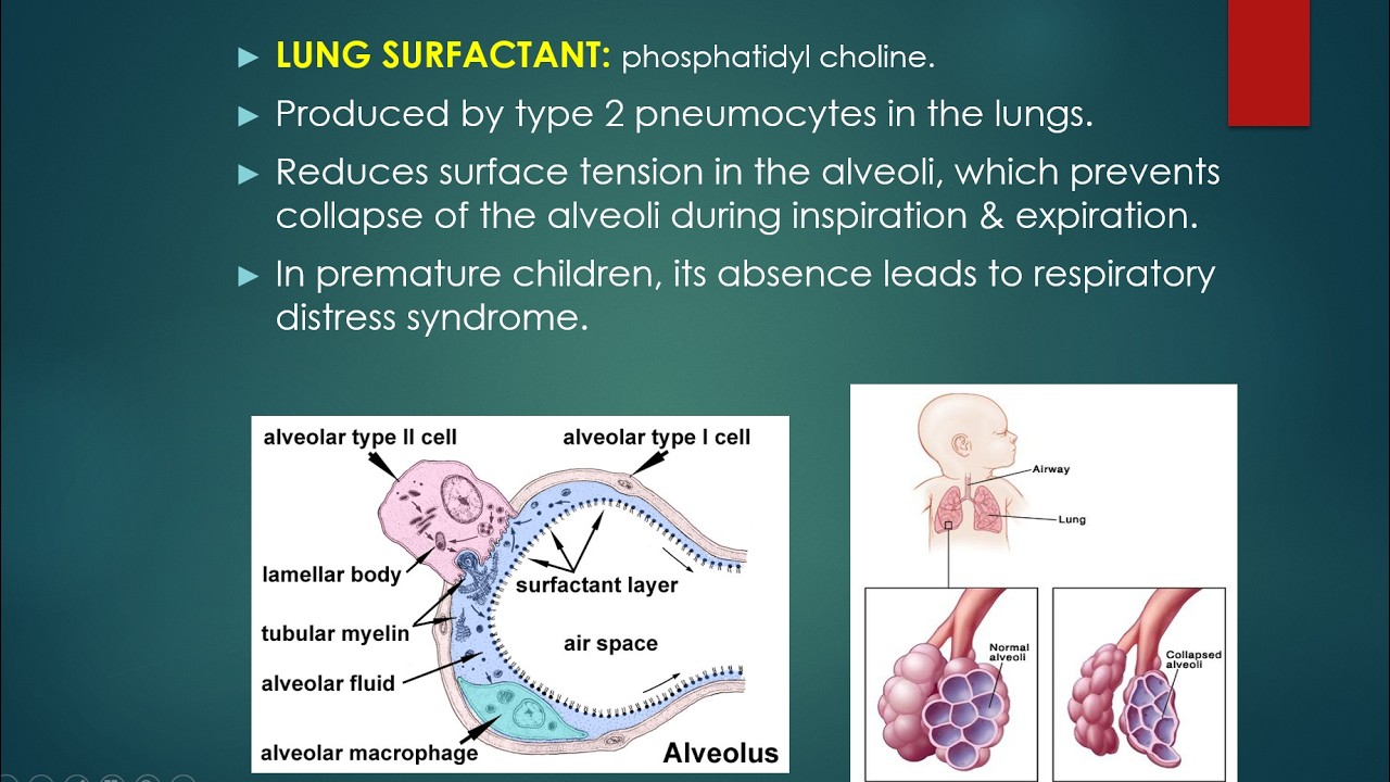 Physicochemical Properties of cell