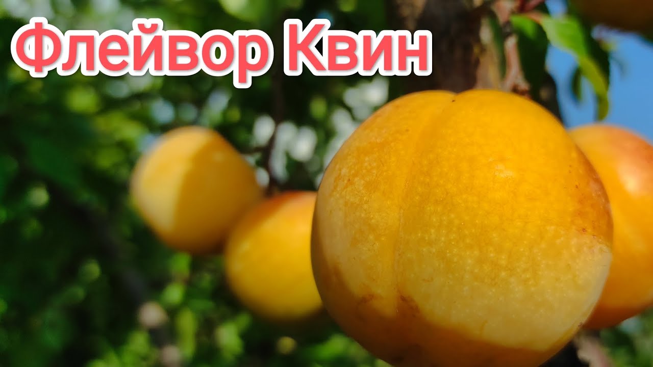 Плуот Флейвор Квин/Flavor Queen Pluot