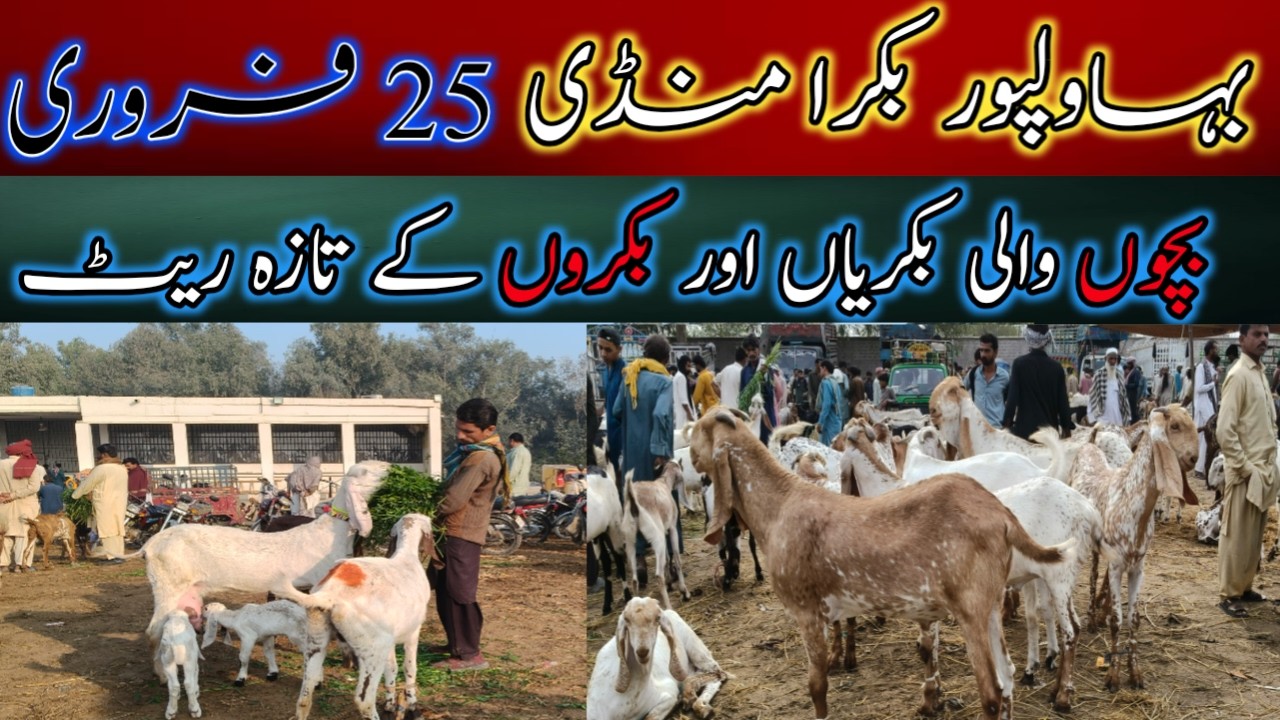 Bakra Mandi Bahawalpur | Makhi Chene Desi Bakro & Dumbo Fresh Rates Update 2026 🐐#bakramandi #dumba 