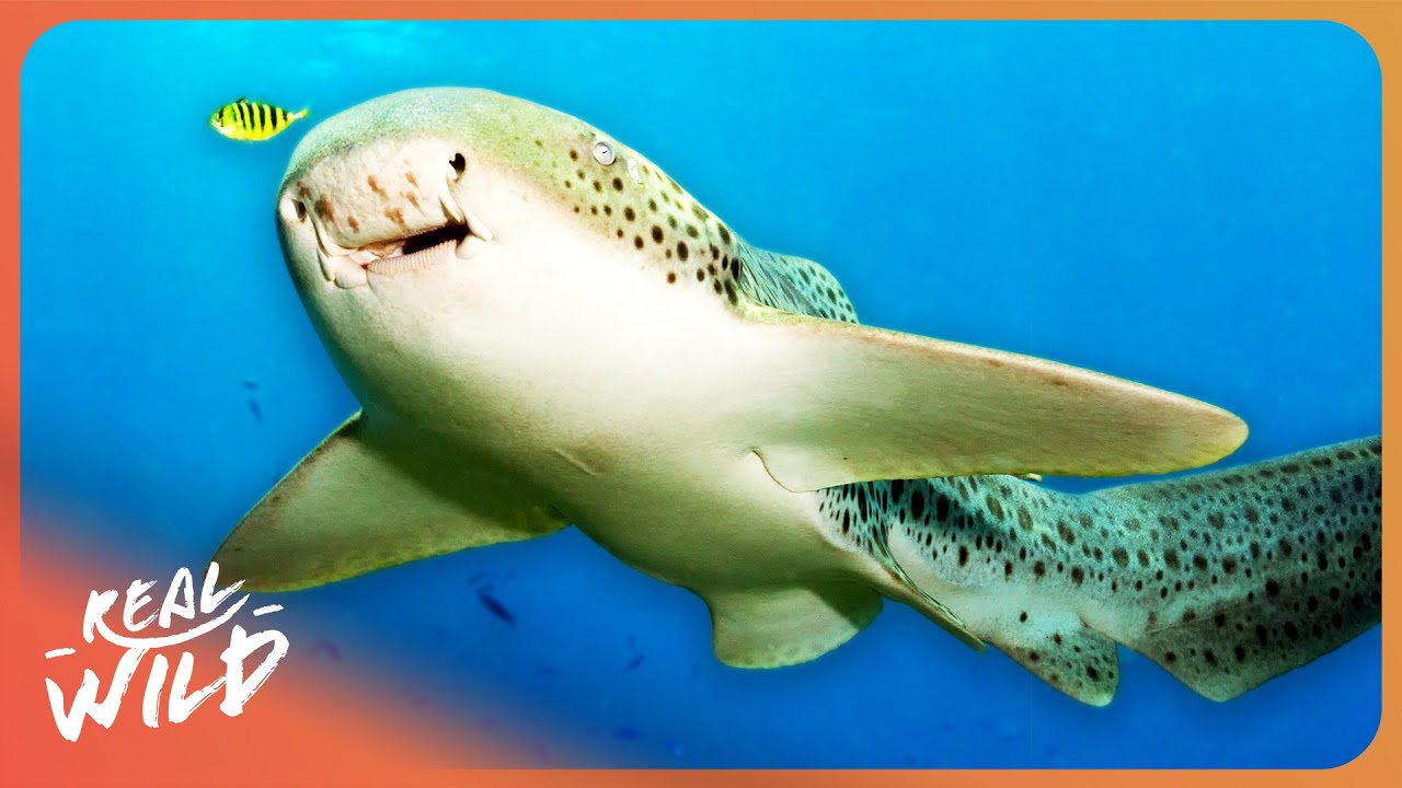 2 Hours Of Rare Animal Facts To Fall Asleep To