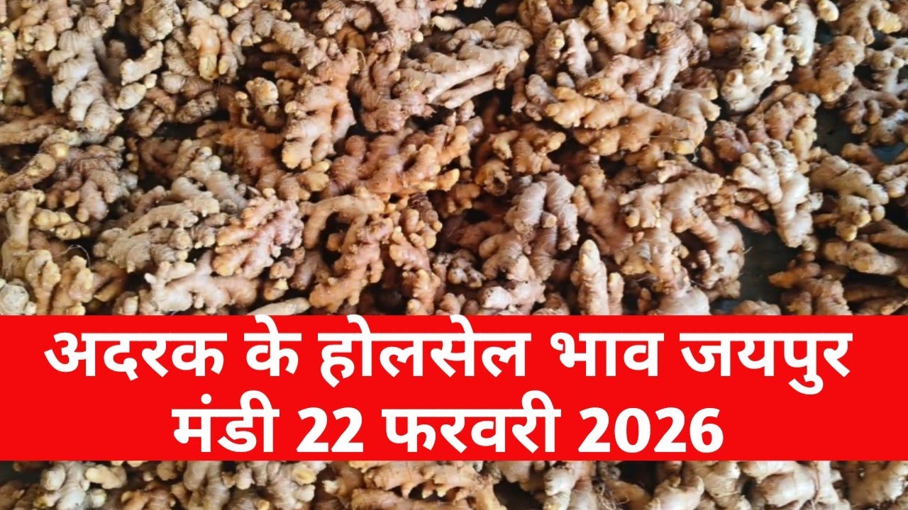 22 फरवरी 2026 अदरक का होलसेल भाव जयपुर मुहाना मंडी / अदरक का ताजा भाव / jaipur mandi bhav 