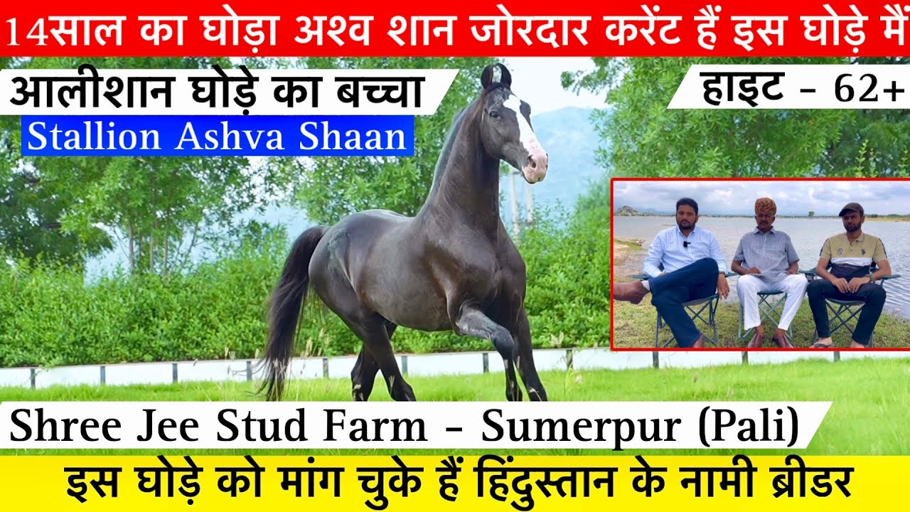 देखिए आलीशान घोड़े का बच्चा अश्व शान इस घोड़े को मांग चुके हैं हिंदुस्तान के नामी ब्रीडर !