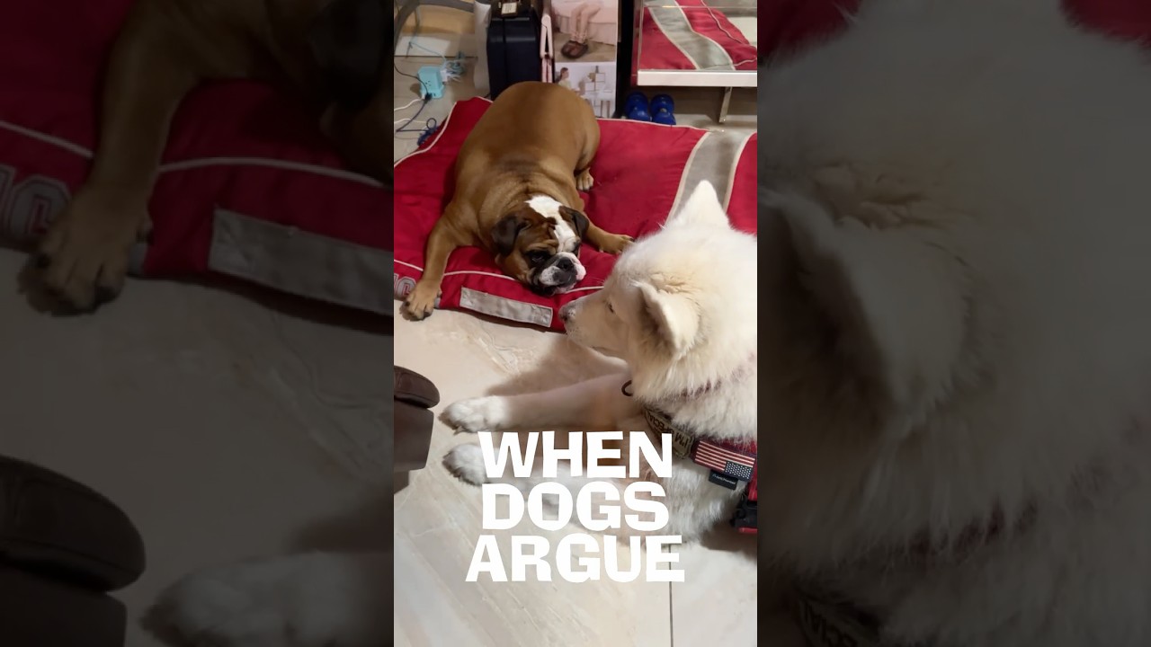 When Dogs Argue