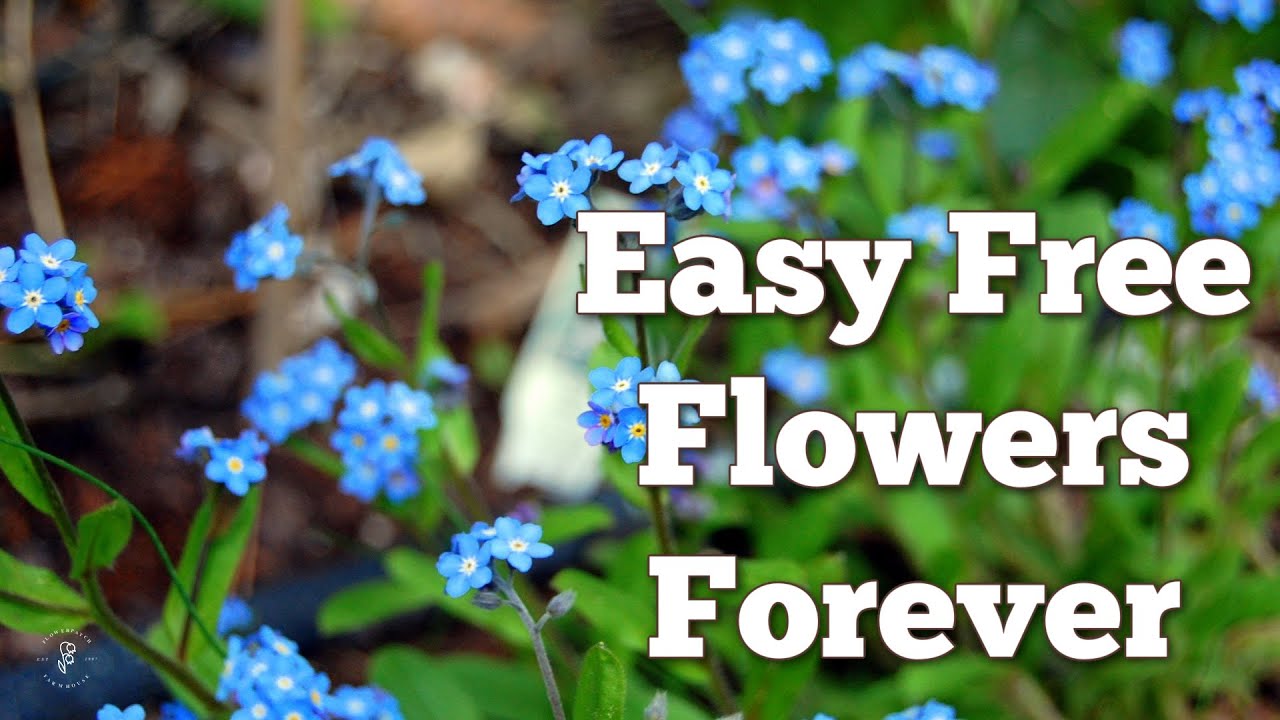20+ Self Seeding Perennials and Annuals - Easy Way to Grow Hundreds of Flowers!